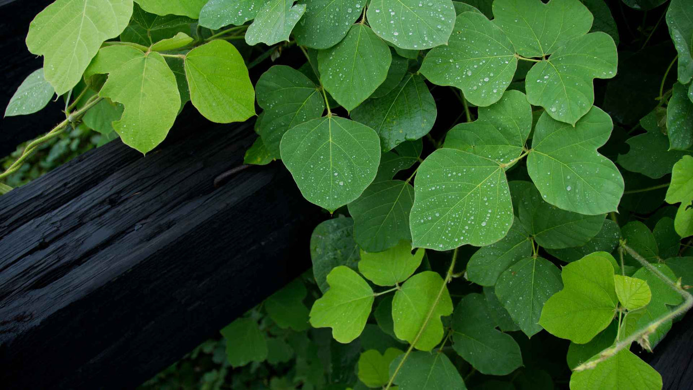 Comment bien choisir son kudzu ?