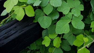 Wie wähle ich den richtigen Kudzu aus?