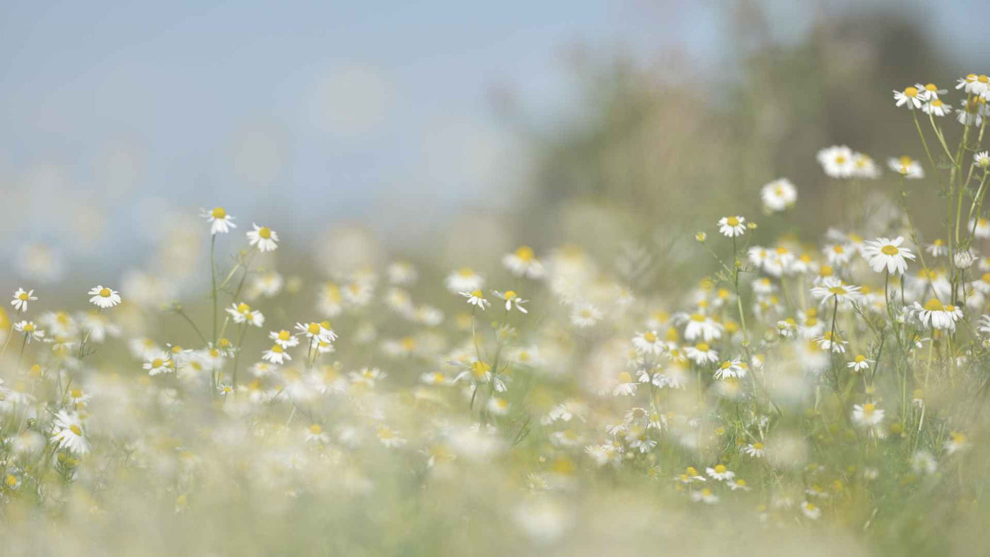 3 anti-histaminiques naturels contre les allergies au pollen