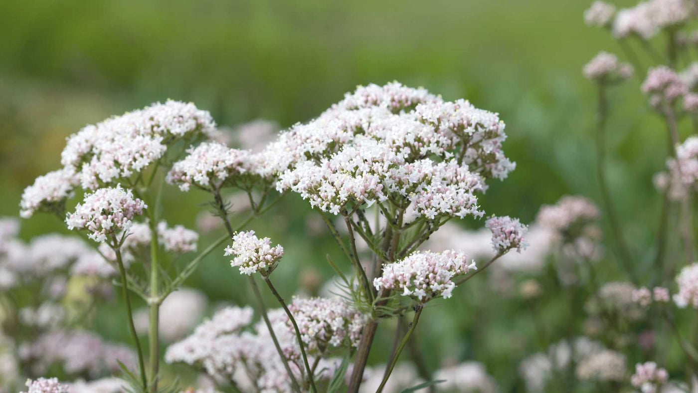 La valériane, pour retrouver un sommeil réparateur